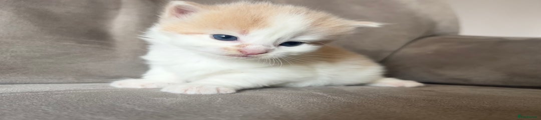 Mixed Breed Kitten 1