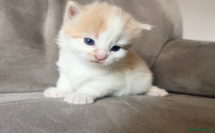 Mixed Breed cats - Advert 1
