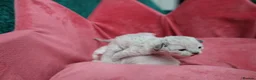 Devon Rex cats for sale: Pedigree Devon Rex Kittens - Advert 16