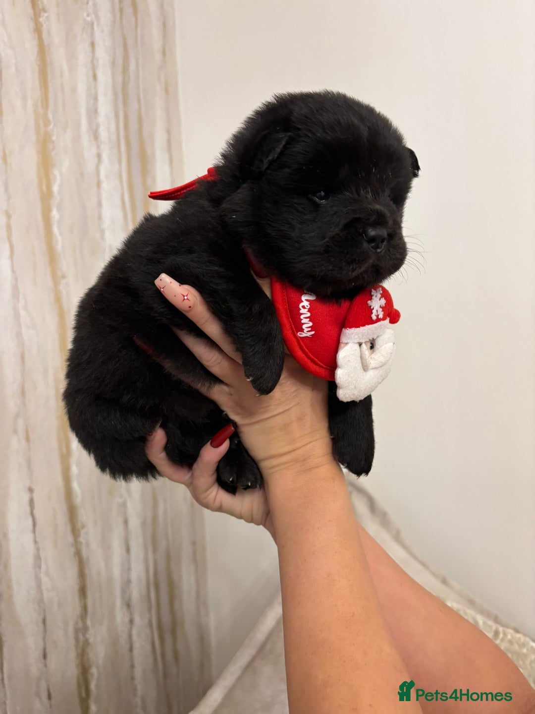 Chow Chow dogs for sale: KC reg chow chows ready to leave 24 dec! REDUCED - Advert 10