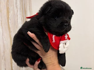 Chow Chow dogs KC reg chow chows ready to leave 24 dec! REDUCED - Advert 9