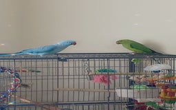 Ringnecks birds for sale: Bonded pair  - Image 1