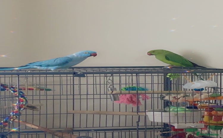 Ringnecks birds - Advert 1