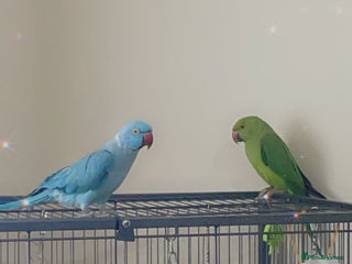 Ringnecks birds - Advert 2