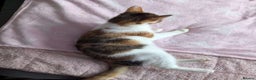Mixed Breed cats for sale: winnies litter - Advert 10