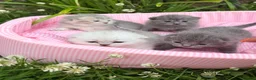 Scottish Fold cats for sale: 💕💕💕❤️❤️Lovely scotish kittens💕💕💕 in Nottingham - Advert 11