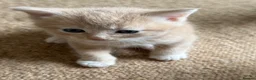 Mixed Breed cats for sale: Two beautiful kittens  - Advert 10