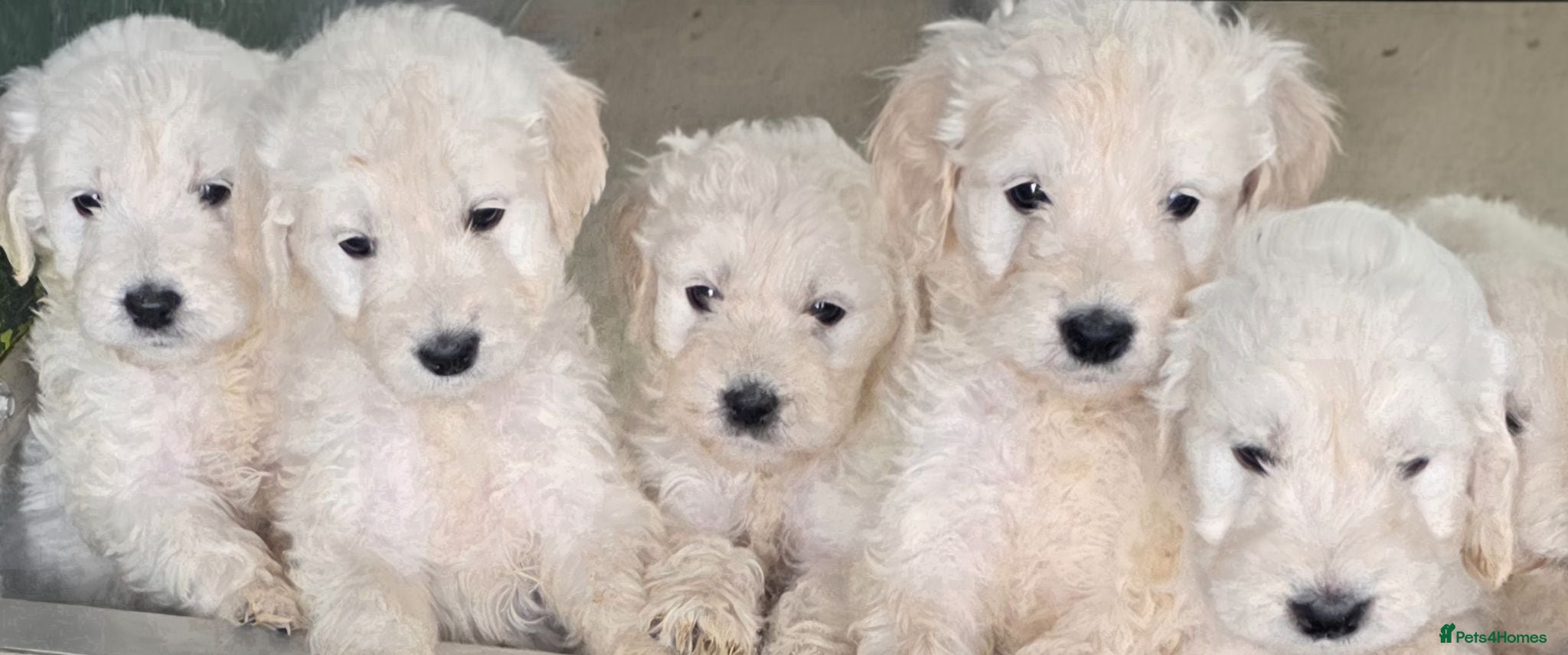 Goldendoodle dogs Beautiful f1 goldendoodle puppies  - Advert 1