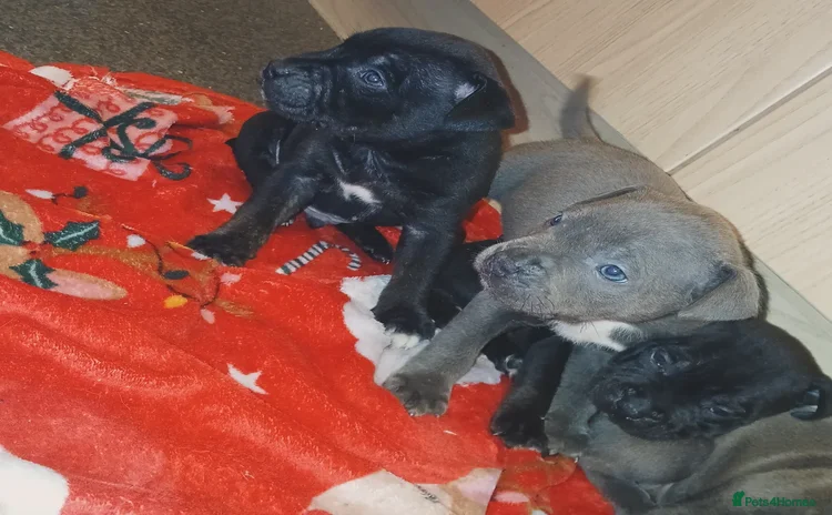 Staffordshire Bull Terrier dogs - Advert 9