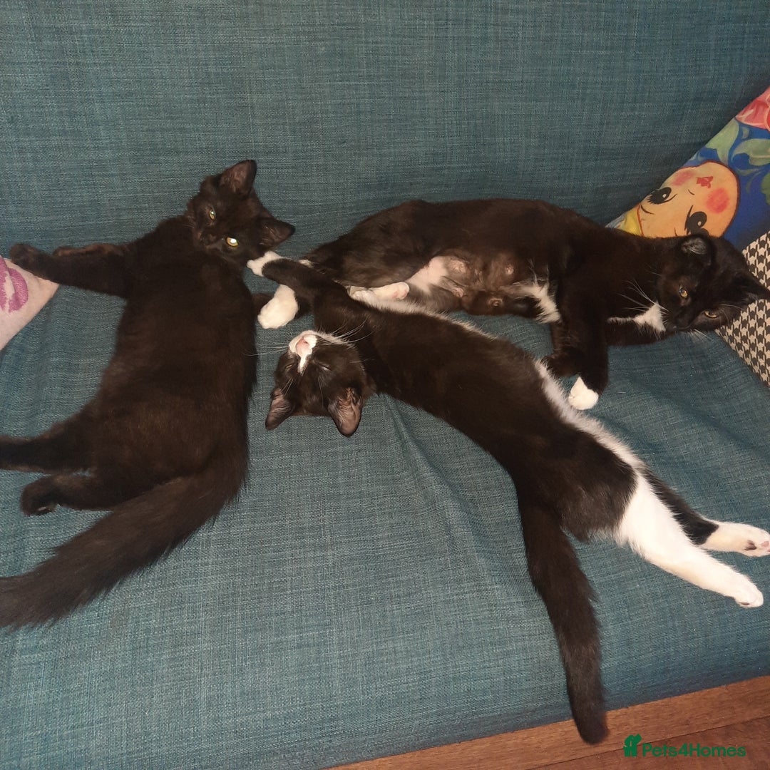 European cats for sale: Lovely kitten - Image 8