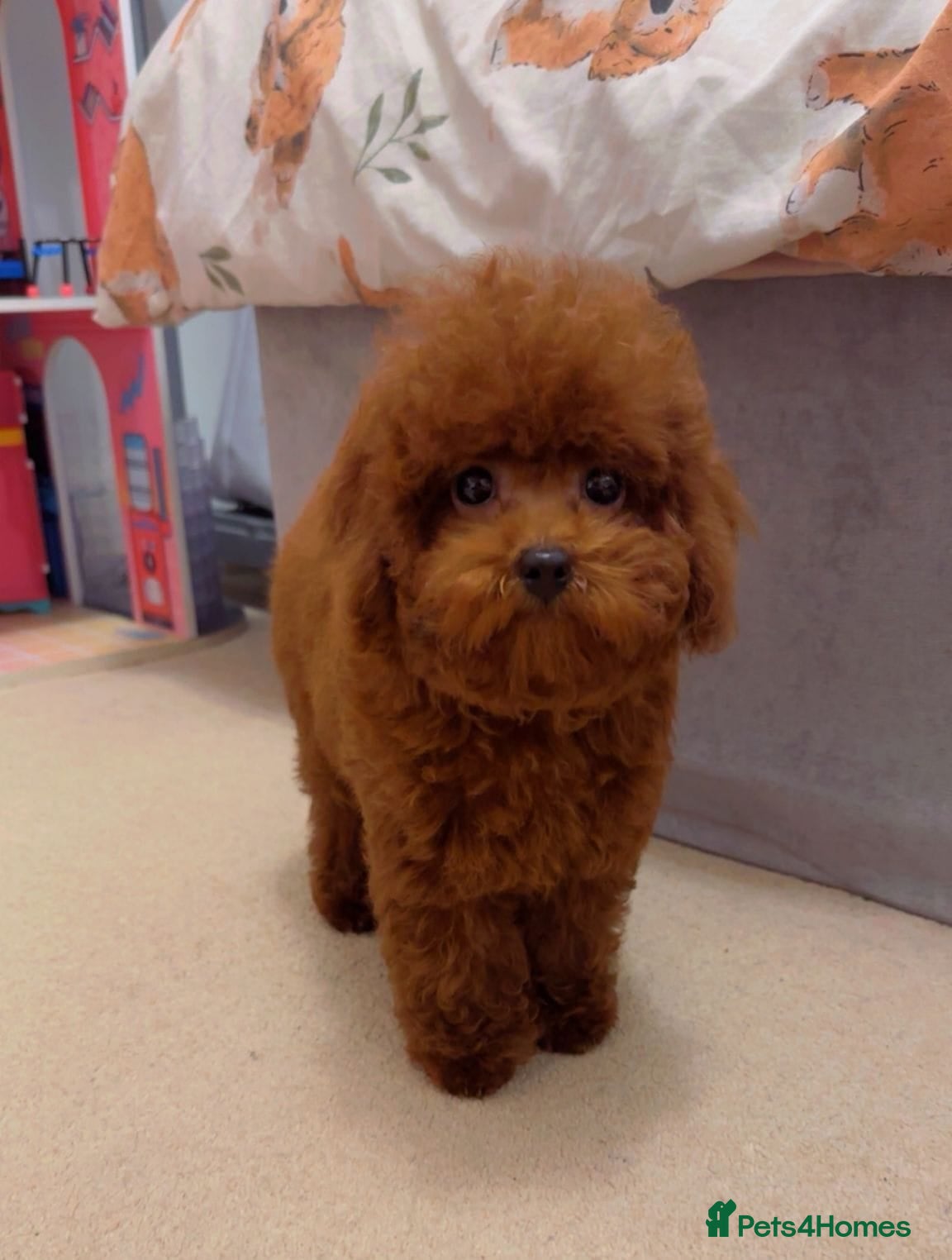 Toy Poodle dogs Asian Toy Poodle (Korean & Chineese) - Advert 16