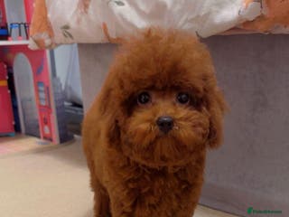 Toy Poodle dogs Asian Toy Poodle (Korean & Chineese) - Advert 16