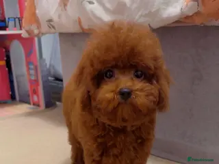 Toy Poodle dogs Asian Toy Poodle (Korean & Chineese) - Advert 7