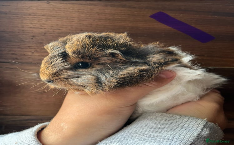 Guinea Pig rodents - Advert 1