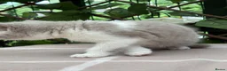 British Shorthair cats for sale: Lilac bi British shorthairs  - Advert 9
