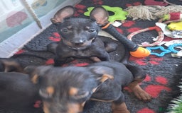 Mixed Breed dogs for sale: Chinese Red Dogs - Image 32
