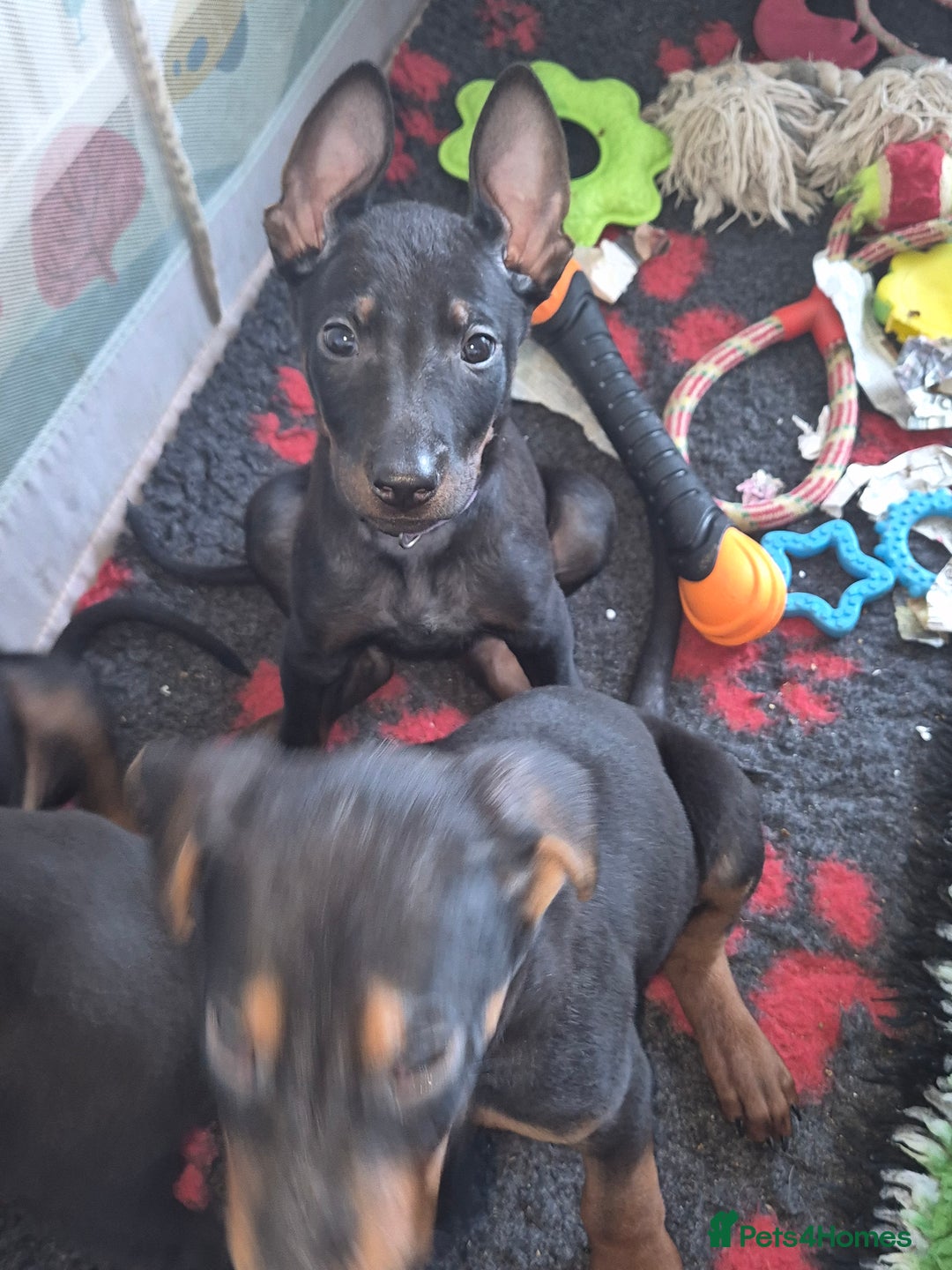 Mixed Breed dogs for sale: Chinese Red Dogs - Image 32