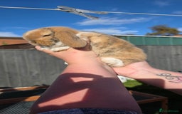 Mini Lop rabbits for sale: Two Mini Lop Bucks for Sale - Image 12