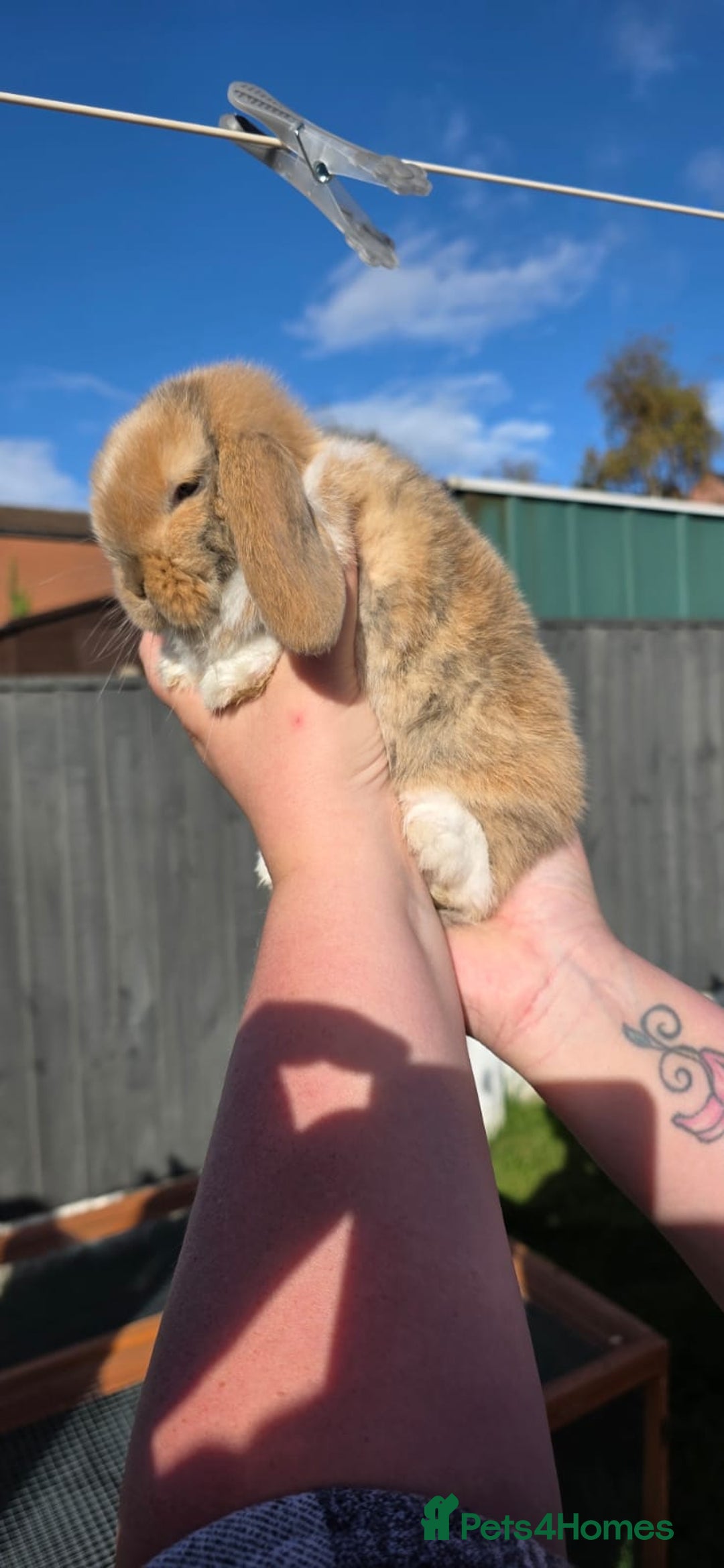 Mini Lop rabbits for sale: Two Mini Lop Bucks for Sale - Image 12