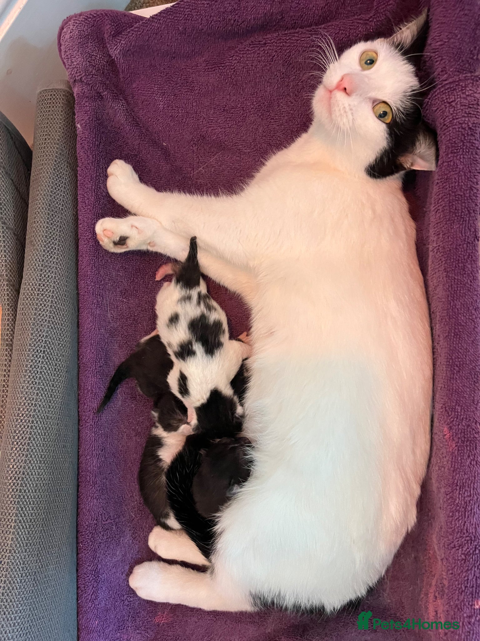 Mixed Breed cats Beautiful black and white kittens - Advert 1