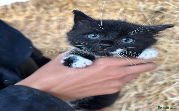 Domestic Shorthair cats - Advert 6