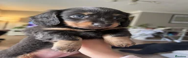 Miniature Dachshund 1