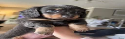 Miniature Dachshund dogs for sale: Stunning Rare Colour Dachshund Puppies in Reading - Advert 4