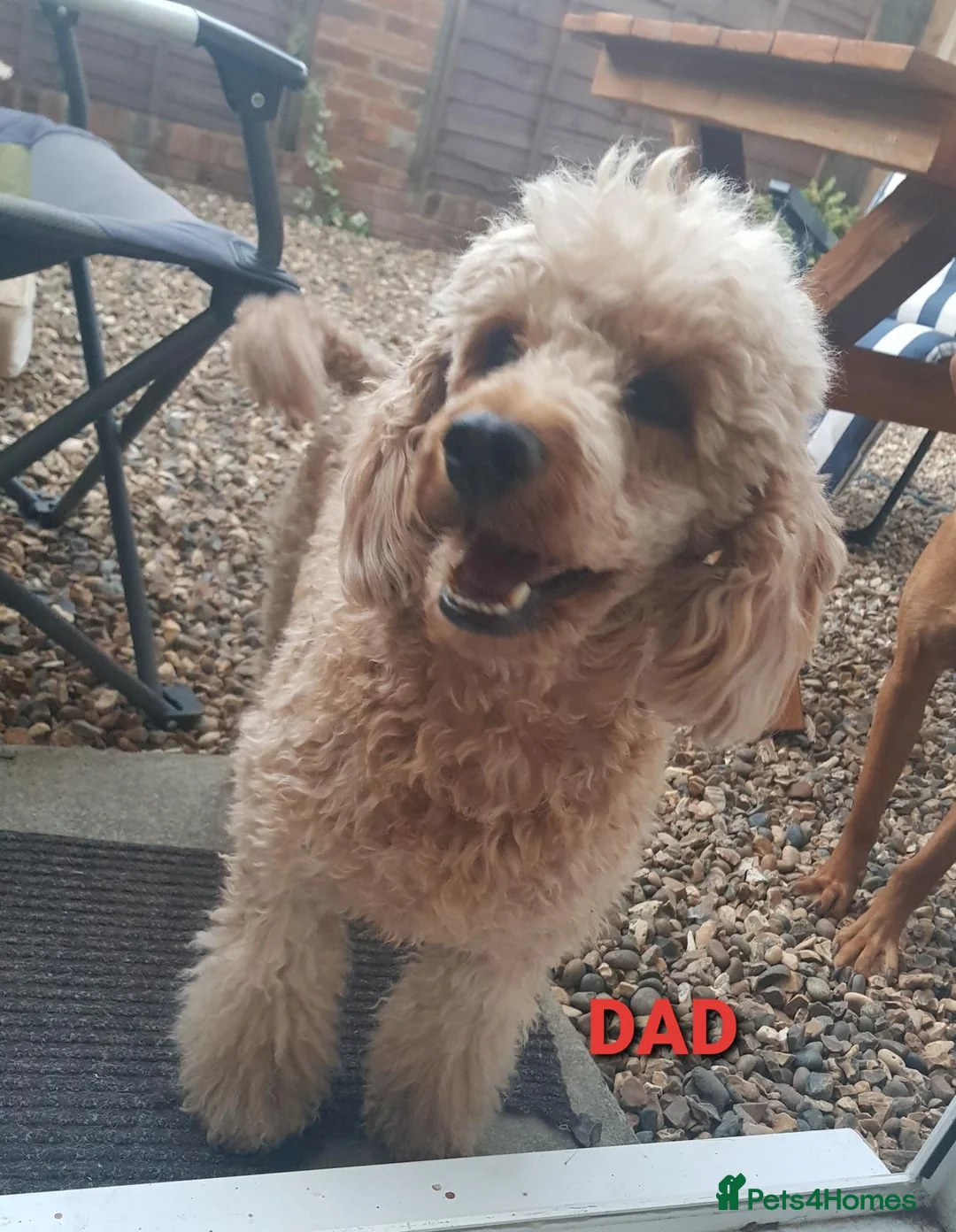 Cockapoo dogs for sale: Cockapoo❤️HEALTH CHECK❤️ - Advert 20