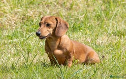 Miniature Dachshund dogs for sale: Pra clear mini smooth dachshund pups - Image 22