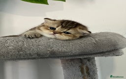 British Shorthair cats for sale: KITTENS AVAILABLE FROM CHAMPION GOLDEN LINES 🐻⭐️ - Image 4