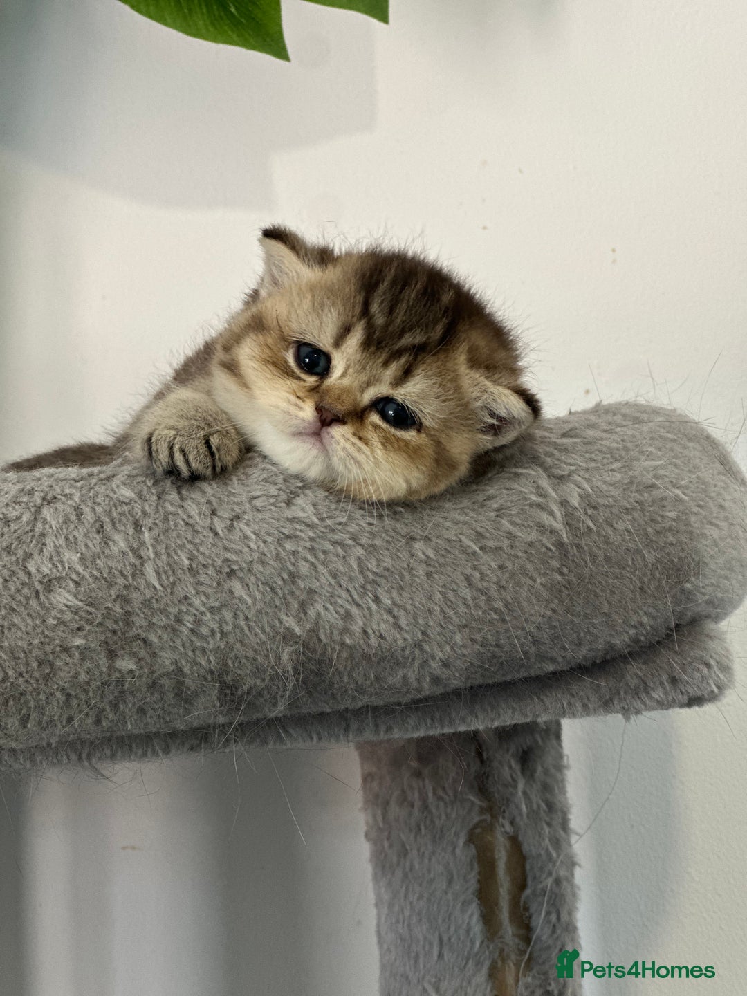British Shorthair cats for sale: KITTENS AVAILABLE FROM CHAMPION GOLDEN LINES 🐻⭐️ - Image 4
