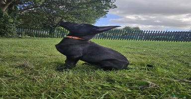 Belgian Shepherd Dog dogs - Advert 3