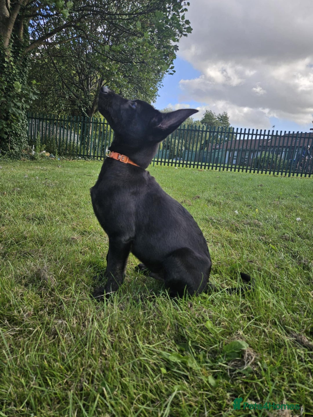 Belgian Shepherd Dog dogs for sale: Dutch Pure Bred Shepherd Puppies  - Image 3