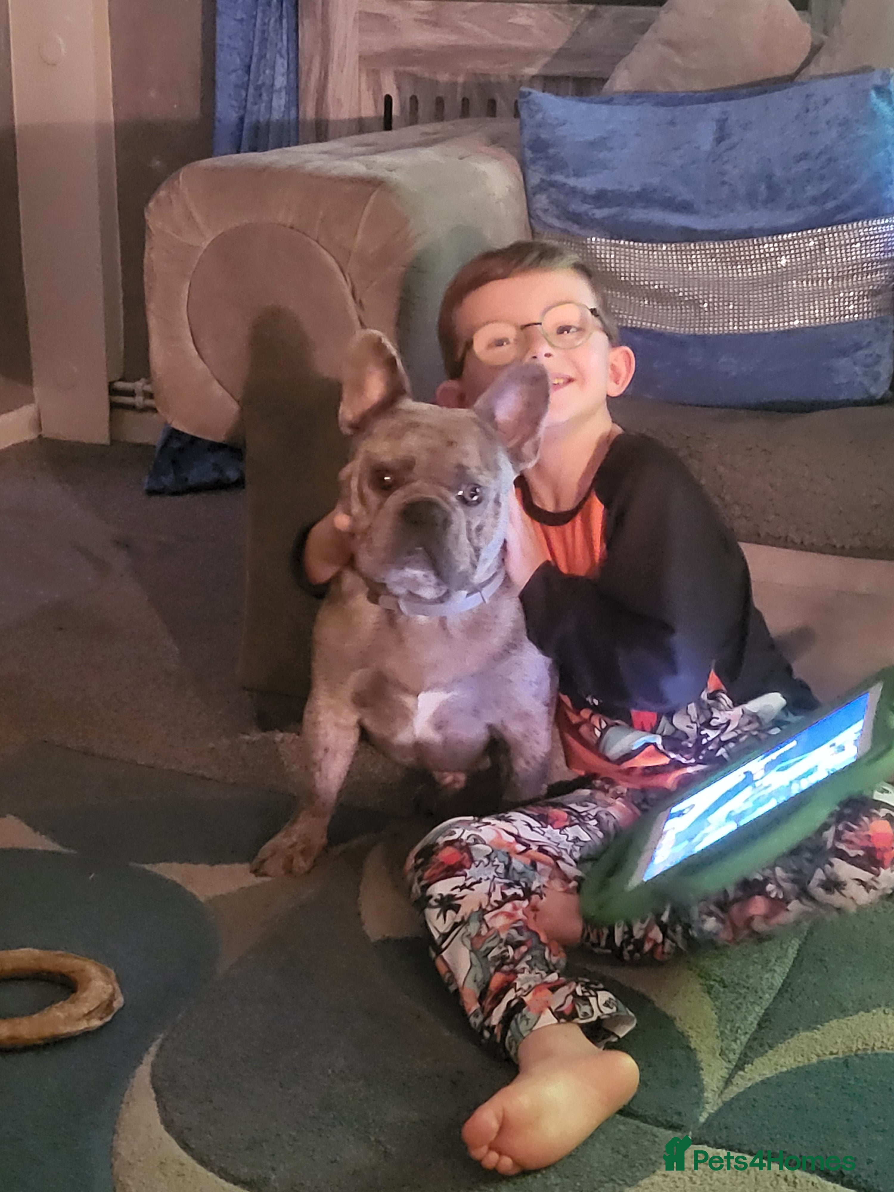 French Bulldog dogs Silver Merle frenchy - Advert 2