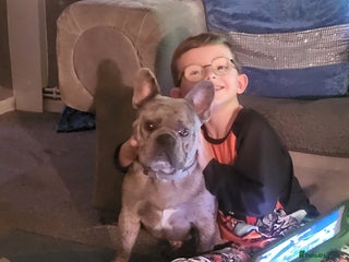 French Bulldog dogs Silver Merle frenchy - Advert 2