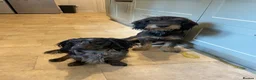 Mixed Breed dogs for sale: Cocker Spaniel cross wire haired dachshund Docker in Kettering - Advert 7