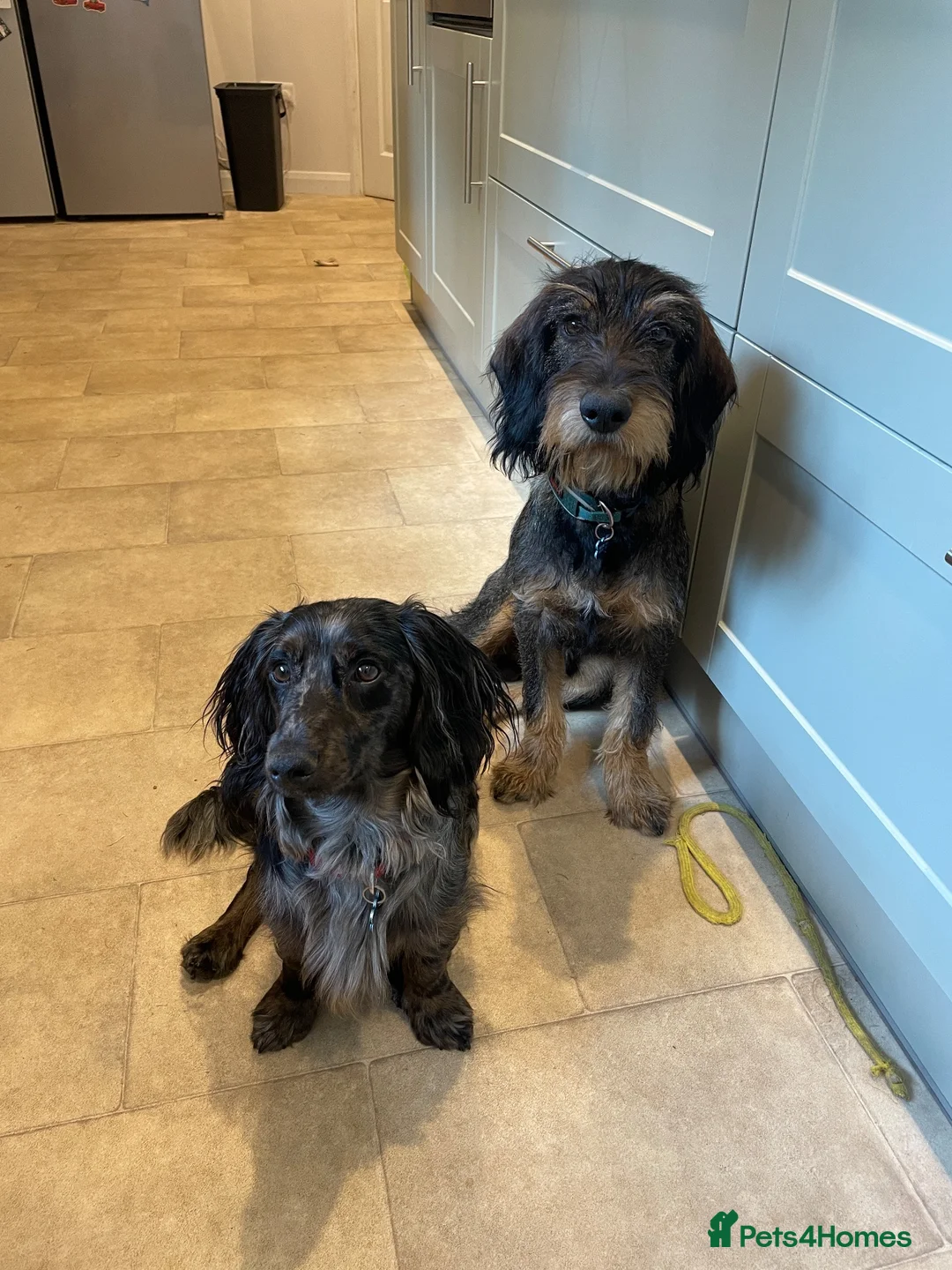 Mixed Breed dogs for sale: Cocker Spaniel cross wire haired dachshund Docker in Kettering - Advert 7