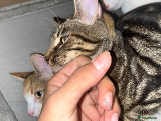 Mixed Breed cats 3 kittens 2 Boys 1 girl - Advert 1