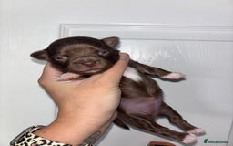 Chihuahua dogs for sale: Chocolate Girls Longhair Chihuahua  - Image 2