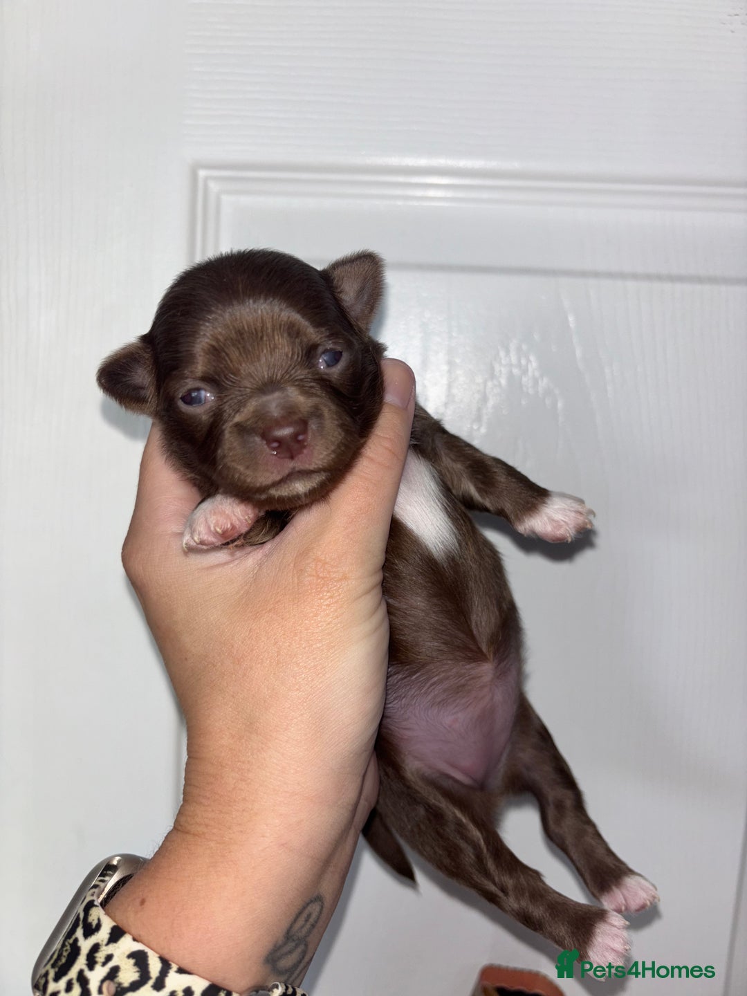 Chihuahua dogs for sale: Chocolate Girls Longhair Chihuahua  - Image 2