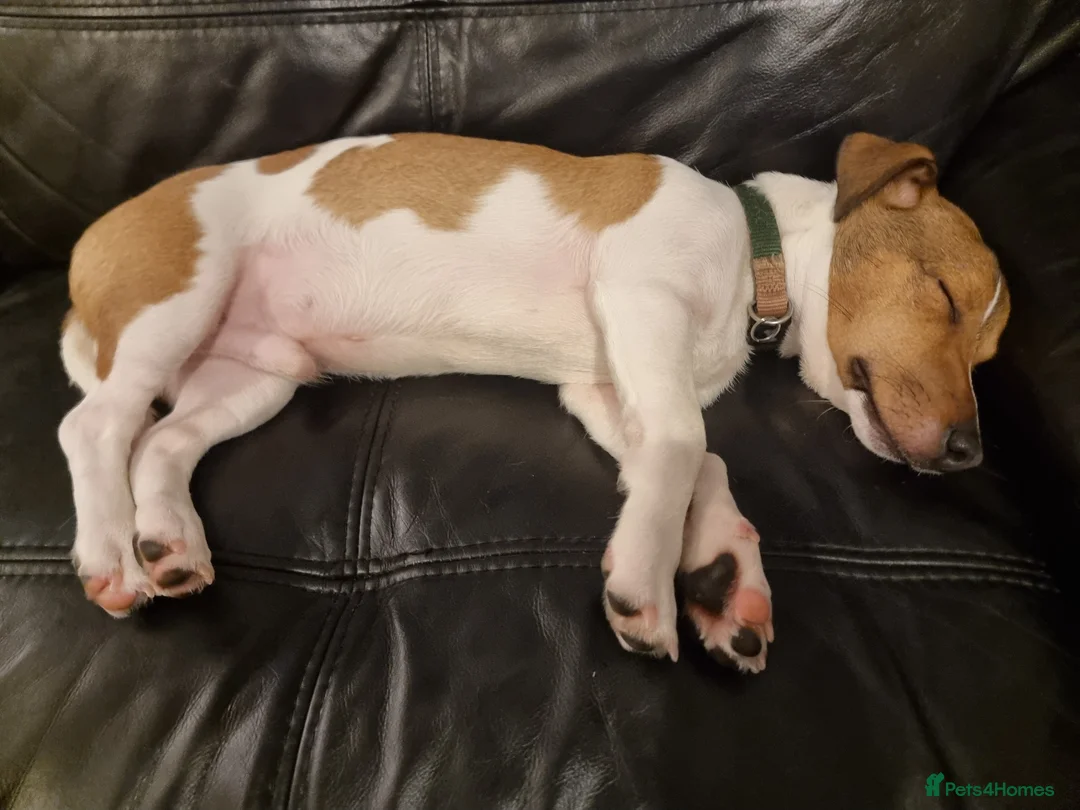 Jack Russell dogs for sale: Rehome - Jack Russell  - Advert 2