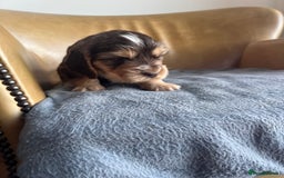 Cocker Spaniel dogs for sale: 🐾Gorgeous Cocker Spaniel Puppies 🐶🐾 - Image 16