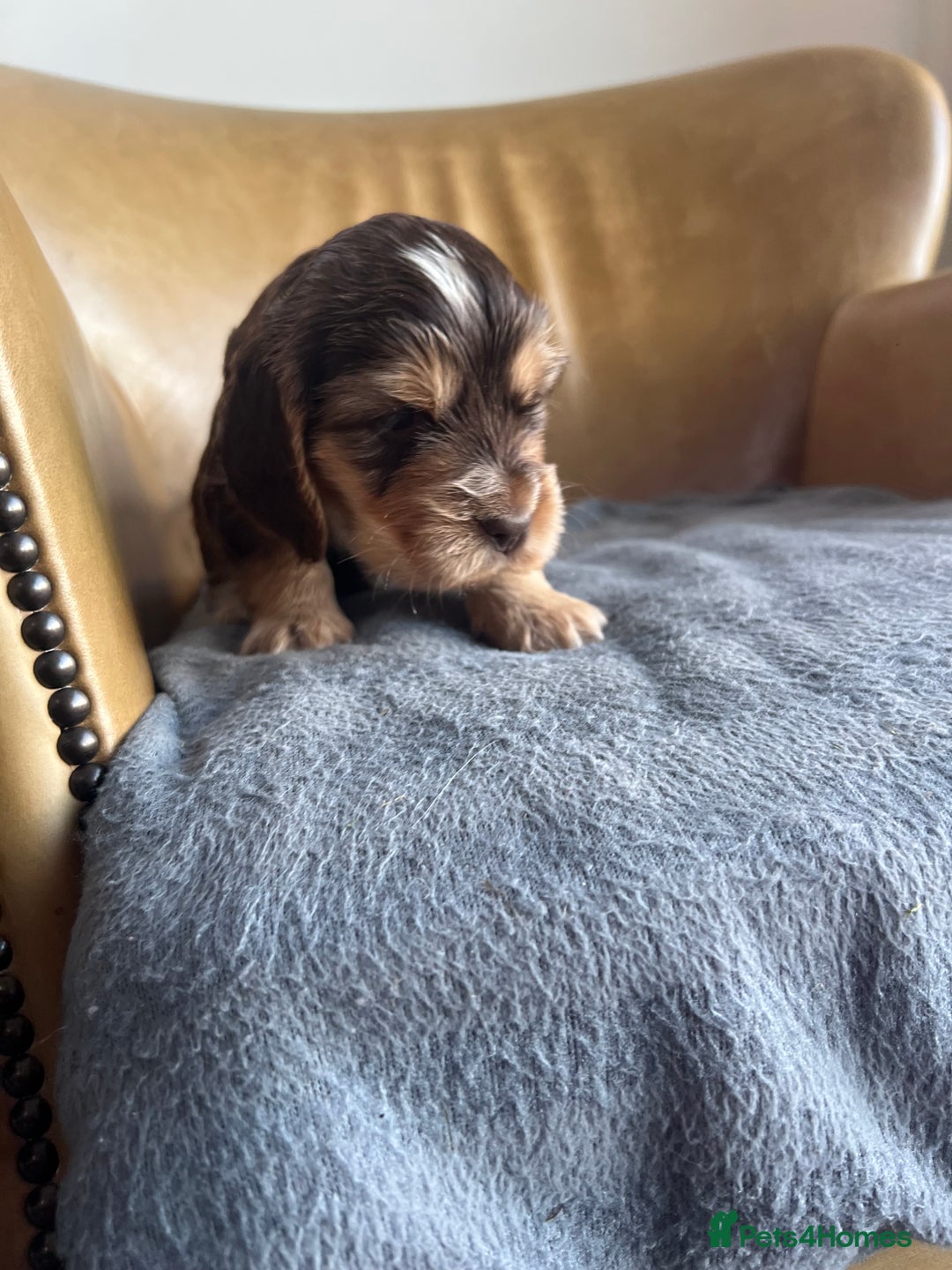 Cocker Spaniel dogs for sale: 🐾Gorgeous Cocker Spaniel Puppies 🐶🐾 - Image 16