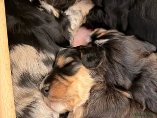 Cockapoo dogs F1 Cockapoo Puppies - Advert 17