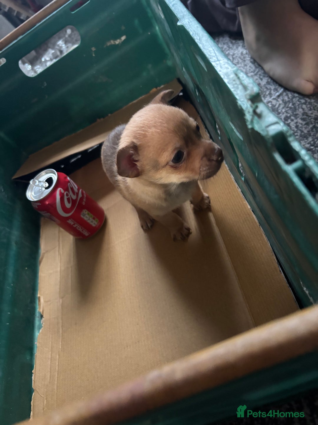 Pomchi dogs for sale: Hi this is my beautiful Pomchi puppy  - Advert 4