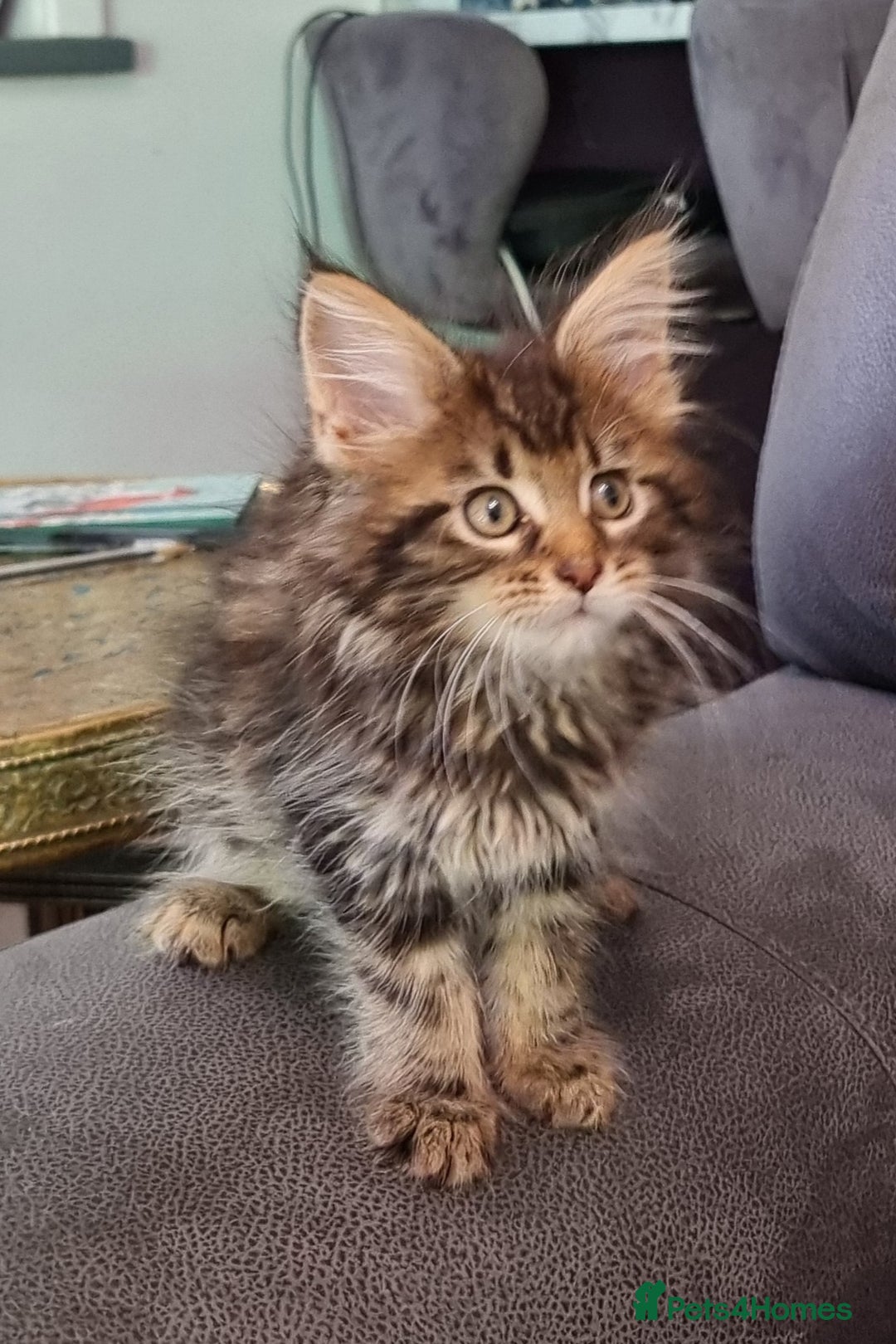 Maine Coon cats for sale: GCCF Pedigree Maine Coon Kittens for sale  - Image 37