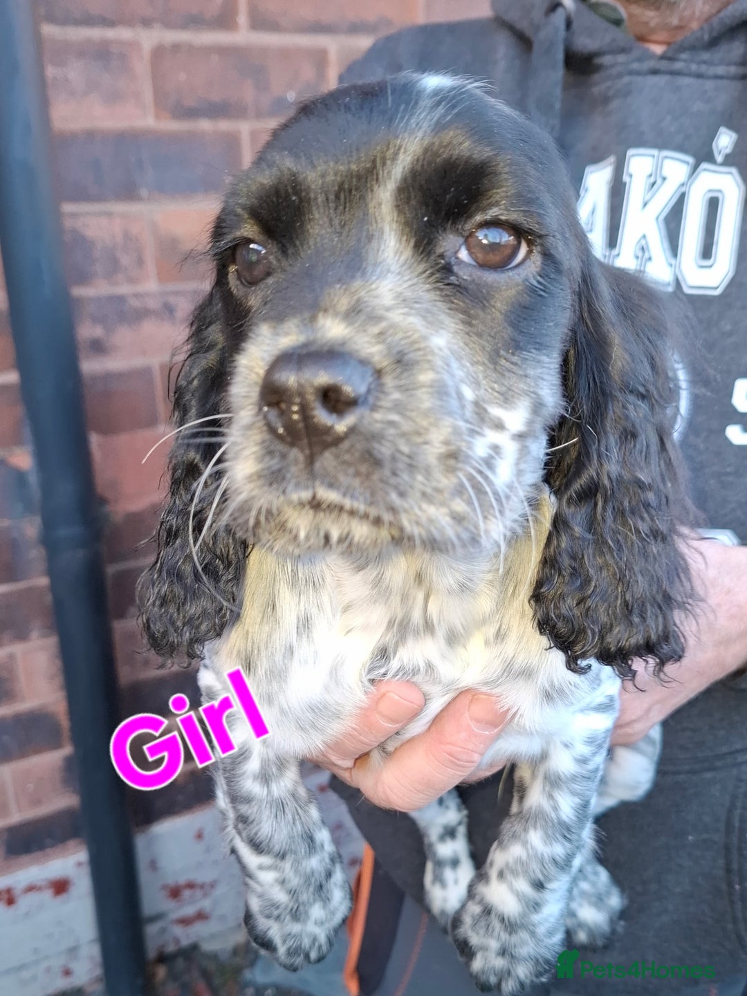 Sprocker dogs for sale: Sprocker Puppies Ready Now - Advert 18