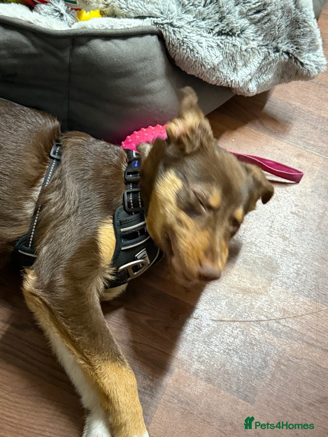 Border Collie dogs for sale: Beautiful Collie puppy for sale  - Advert 4