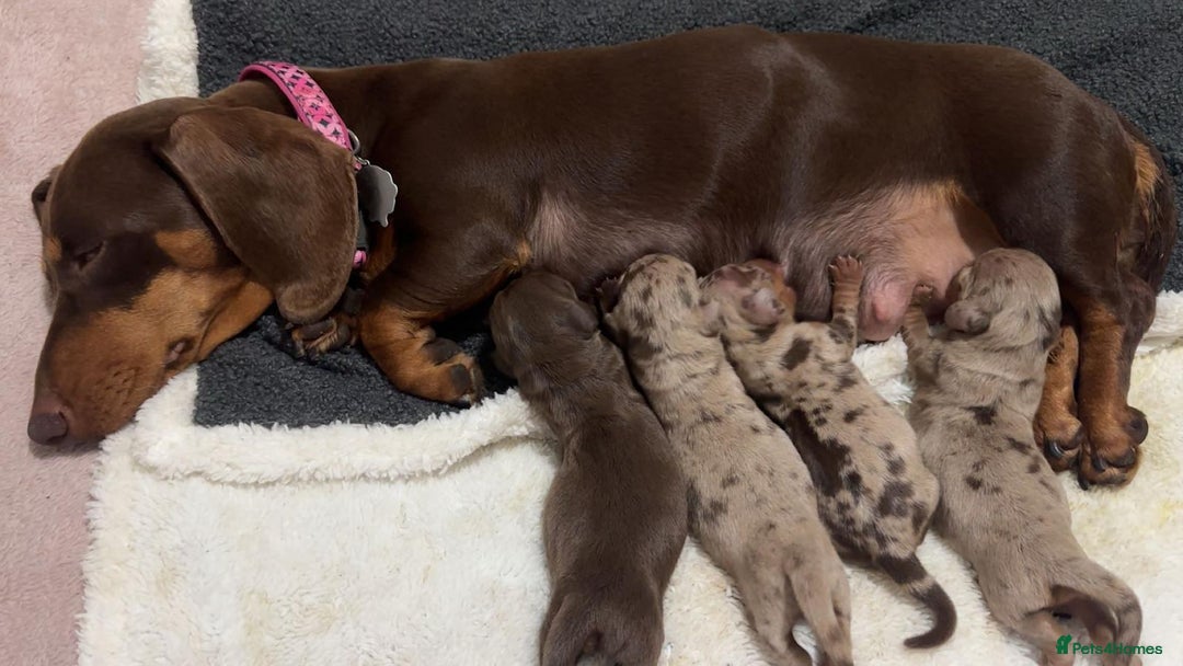 Miniature Dachshund dogs for sale: Perfectly sized miniature dachshunds. - Image 7