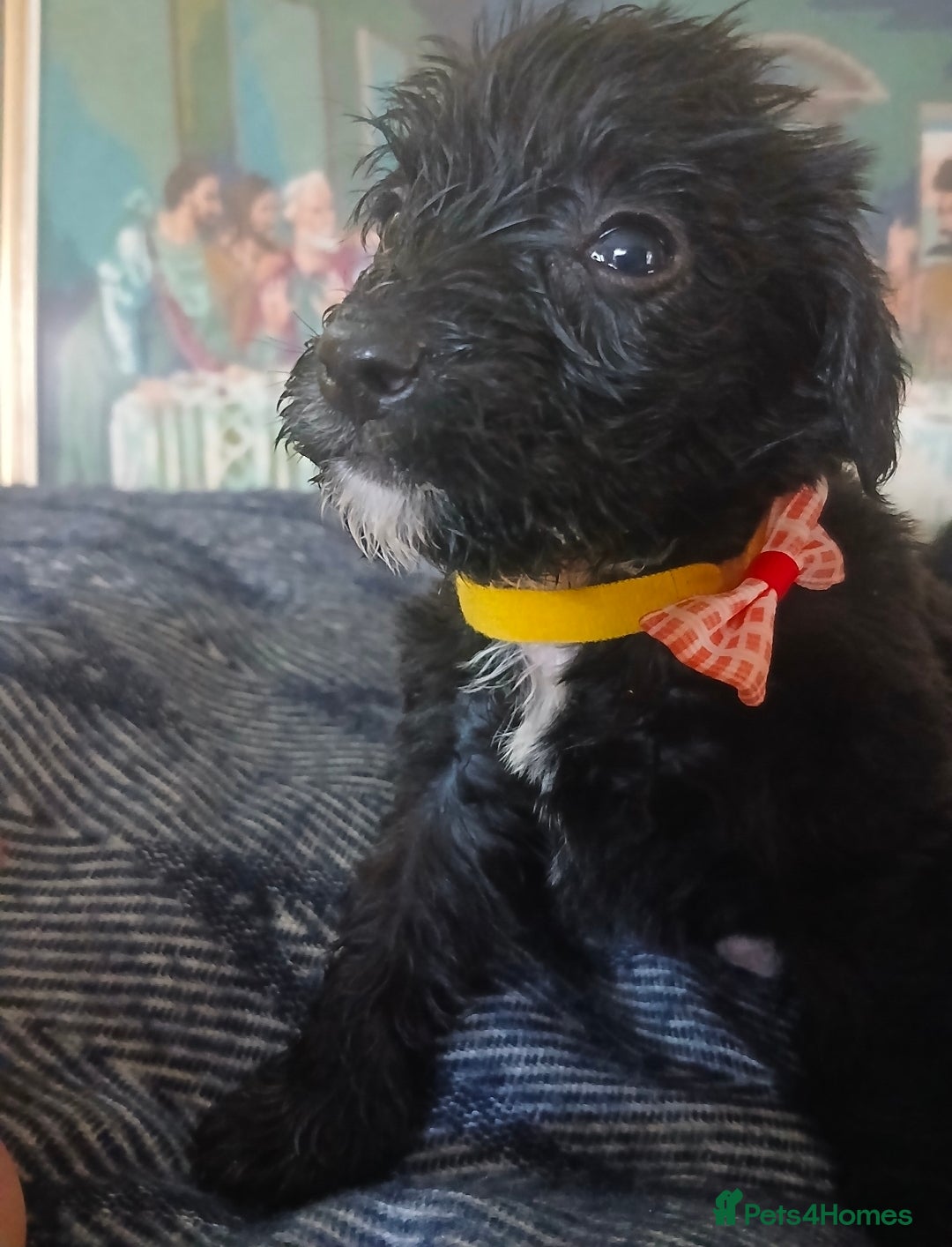 Mixed Breed dogs King Schnoodle Puppies ( Cavapoo/ Mini Schnauzer) - Advert 2